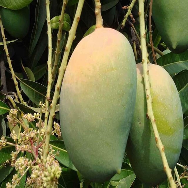 Mango Gir Kesar Variety Grafted Aam Fruit Plants & Tree(1.5-3 Feet Size) - Tapobon