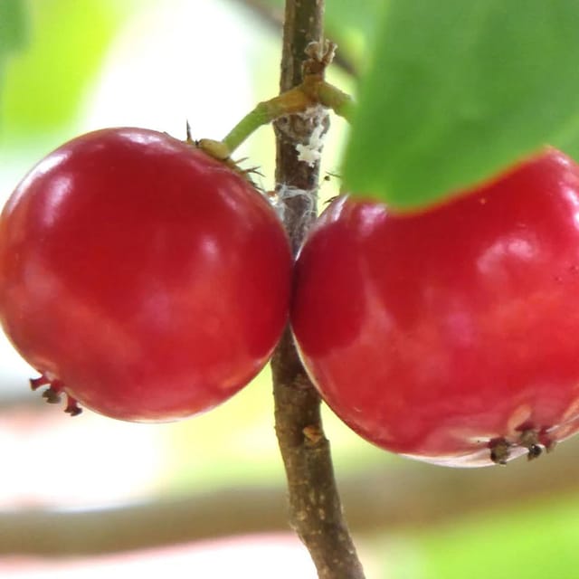 Lovi-lovi Fruit Plants & Tree(1.5-3 Feet Size) - Tapobon Lovi-lovi Fruit Plants & Tree(1.5-3 Feet Size) - Tapobon