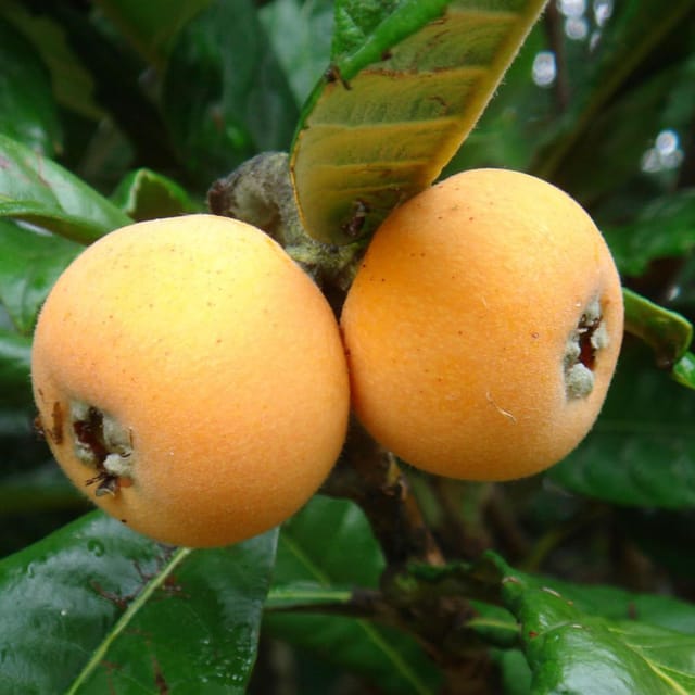 Loquat Fruit Plants & Tree(1.5-3 Feet Size) - Tapobon