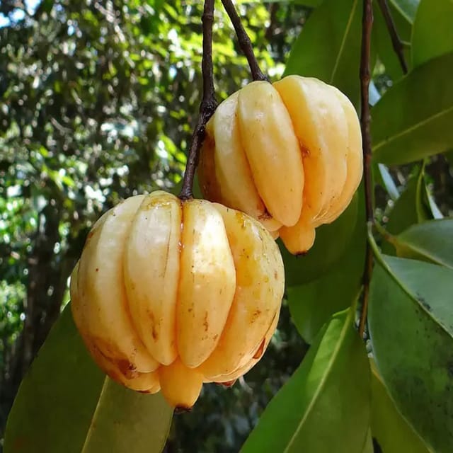 Malabar Tamarind Kudam Puli Garcinia cambogia Grafted Fruit Plants & Tree(1.5-3 Feet Size) - Tapobon