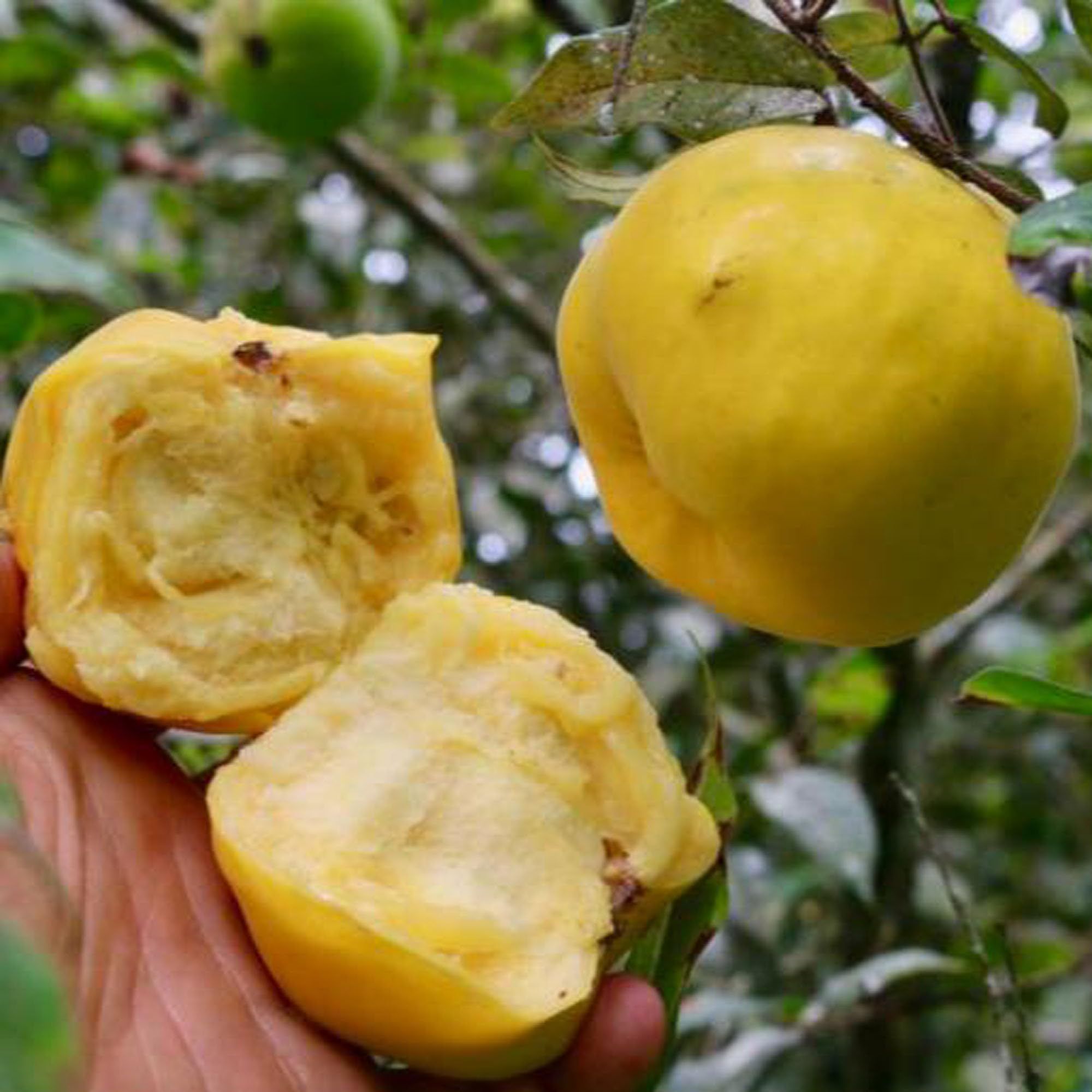 Araza Boi Fruit Plants & Tree(1.5-3 Feet Size) - Tapobon