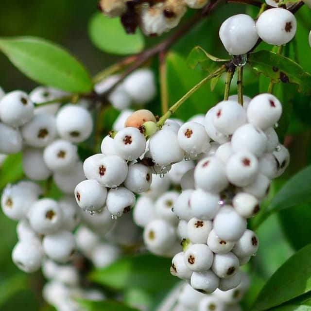 Cat Fruit Plants & Tree(1.5-3 Feet Size) - Tapobon