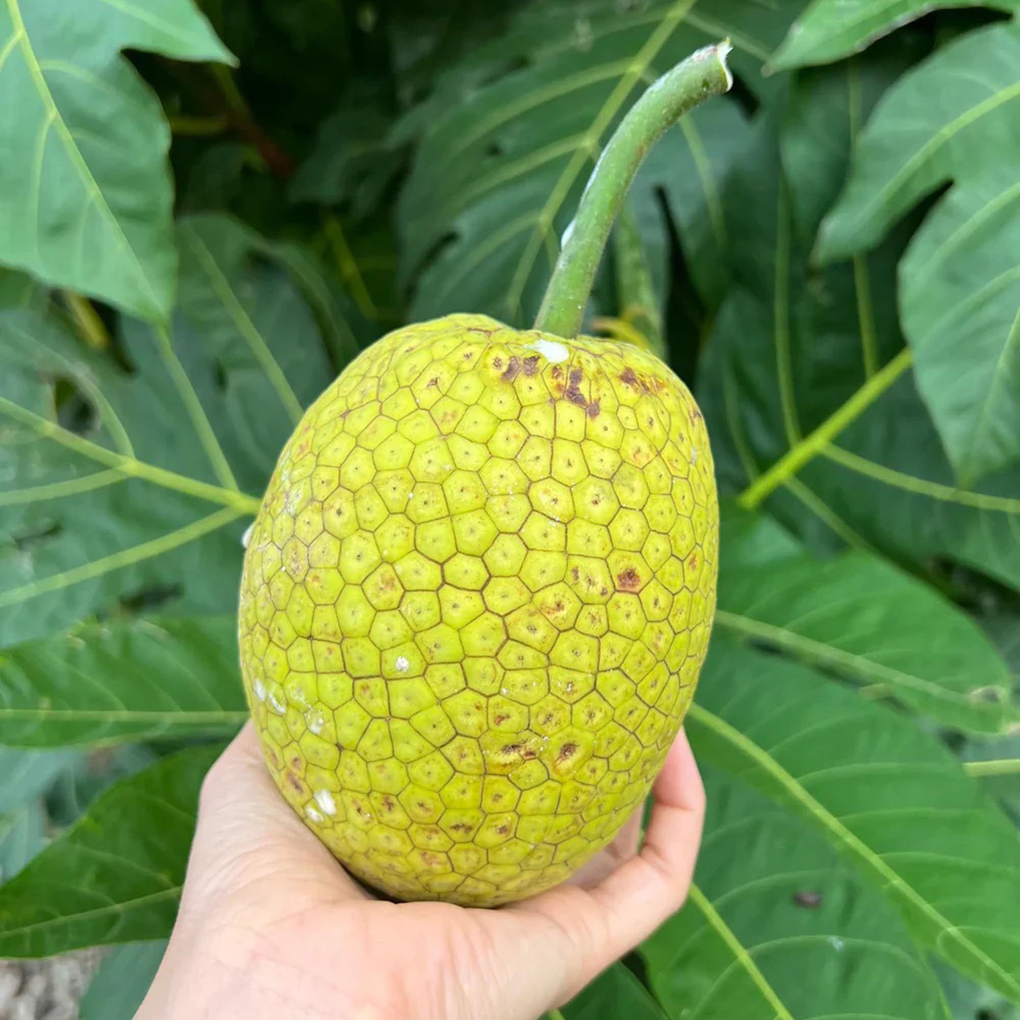 Bread Fruit Plants & Tree(1.5-3 Feet Size) - Tapobon