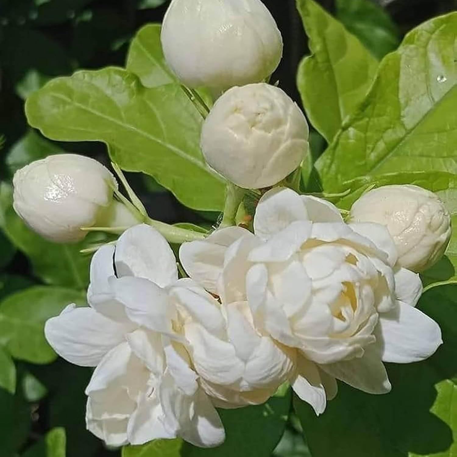 Bel Arabian jasmine Fragrant Flower Plants & Tree(1-2 Feet Size) - Tapobon