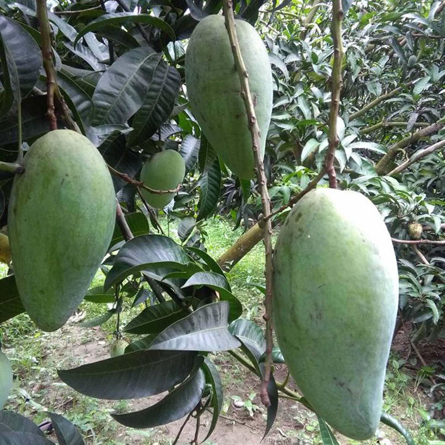 Mango Thai Kujai Qjai Variety Grafted Aam Fruit Plants & Tree(1.5-3 Feet Size) - Tapobon