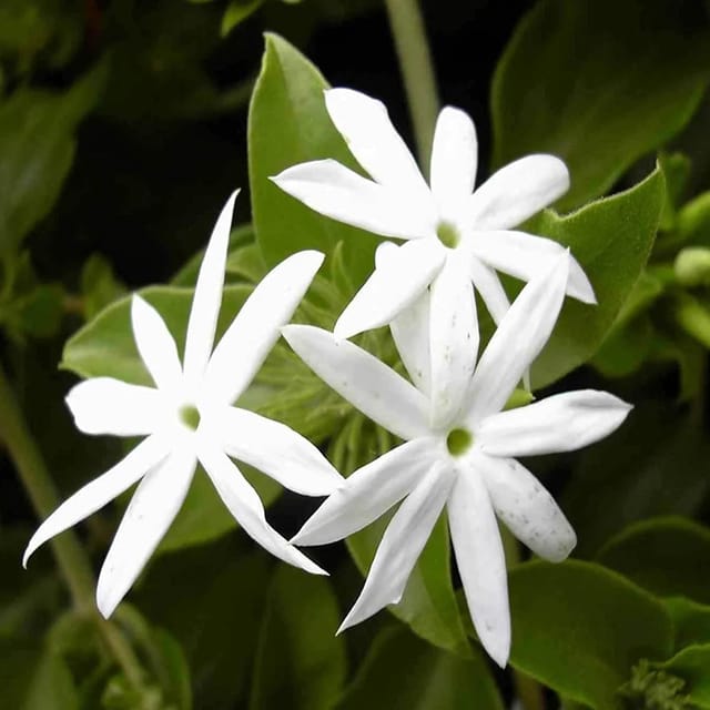 Juhi Jasminum auriculatum Fragrant Flower Plants & Tree(1-2 Feet Size) - Tapobon