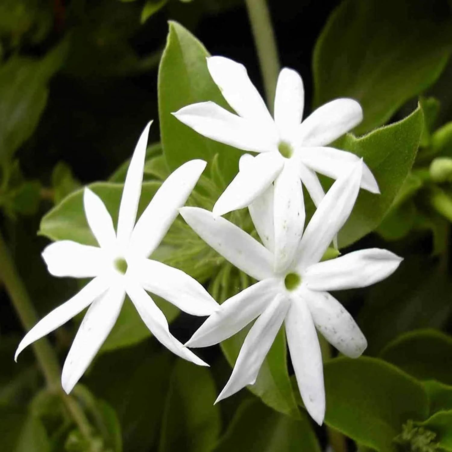 Juhi Jasminum auriculatum Fragrant Flower Plants & Tree(1-2 Feet Size) - Tapobon