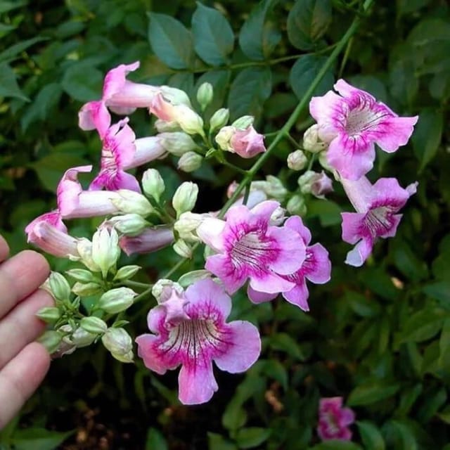 Purple Colour Tecoma Climbers Flower Plants & Tree(1-2 Feet Size) - Tapobon