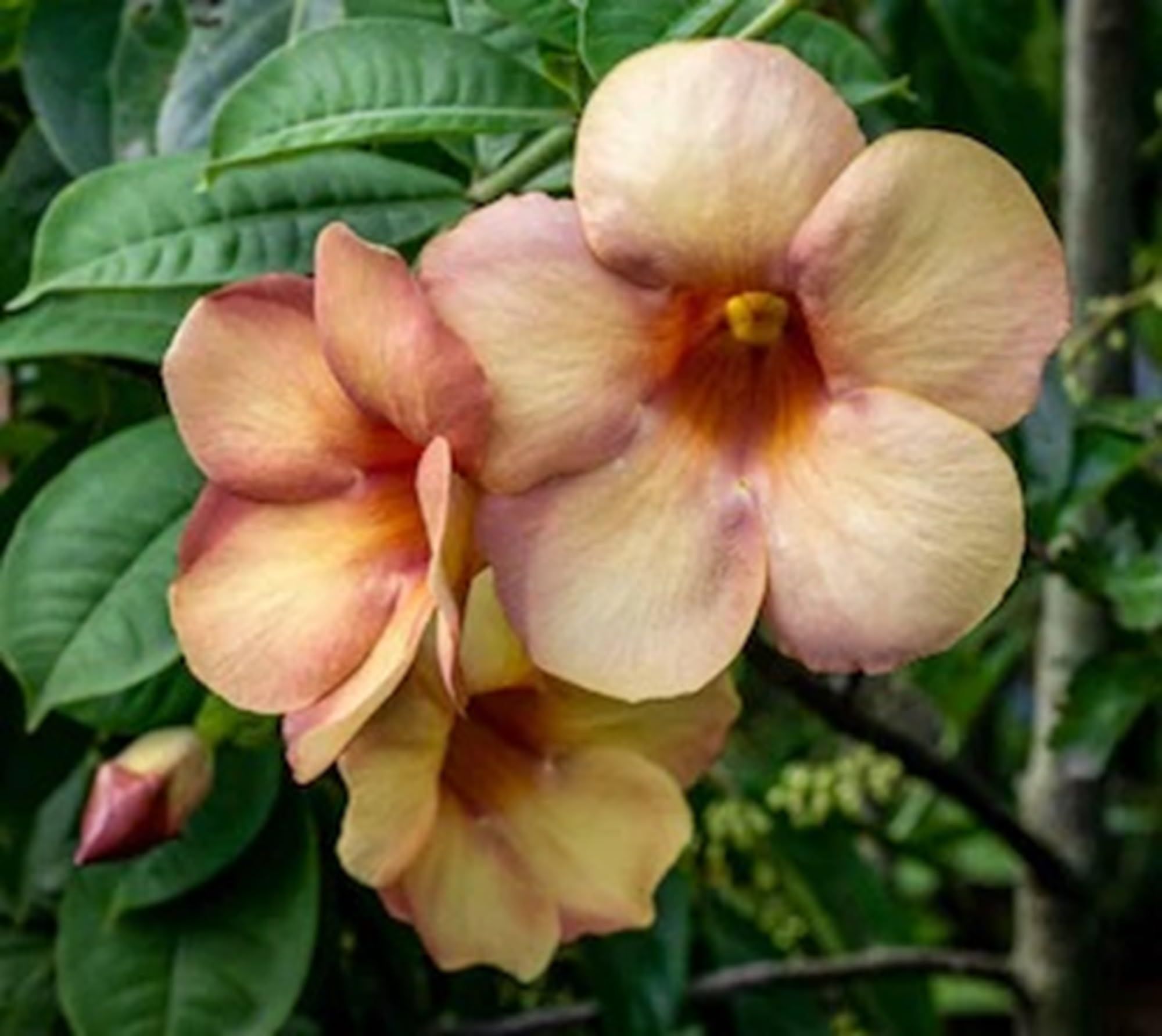 Cream Colour Allamanda cathartica Round the Year Flower Plants & Tree(1-2 Feet Size) - Tapobon