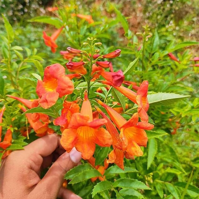 Red Colour Tecoma Climbers Flower Plants & Tree(1-2 Feet Size) - Tapobon Red Colour Tecoma Climbers Flower Plants & Tree(1-2 Feet Size) - Tapobon