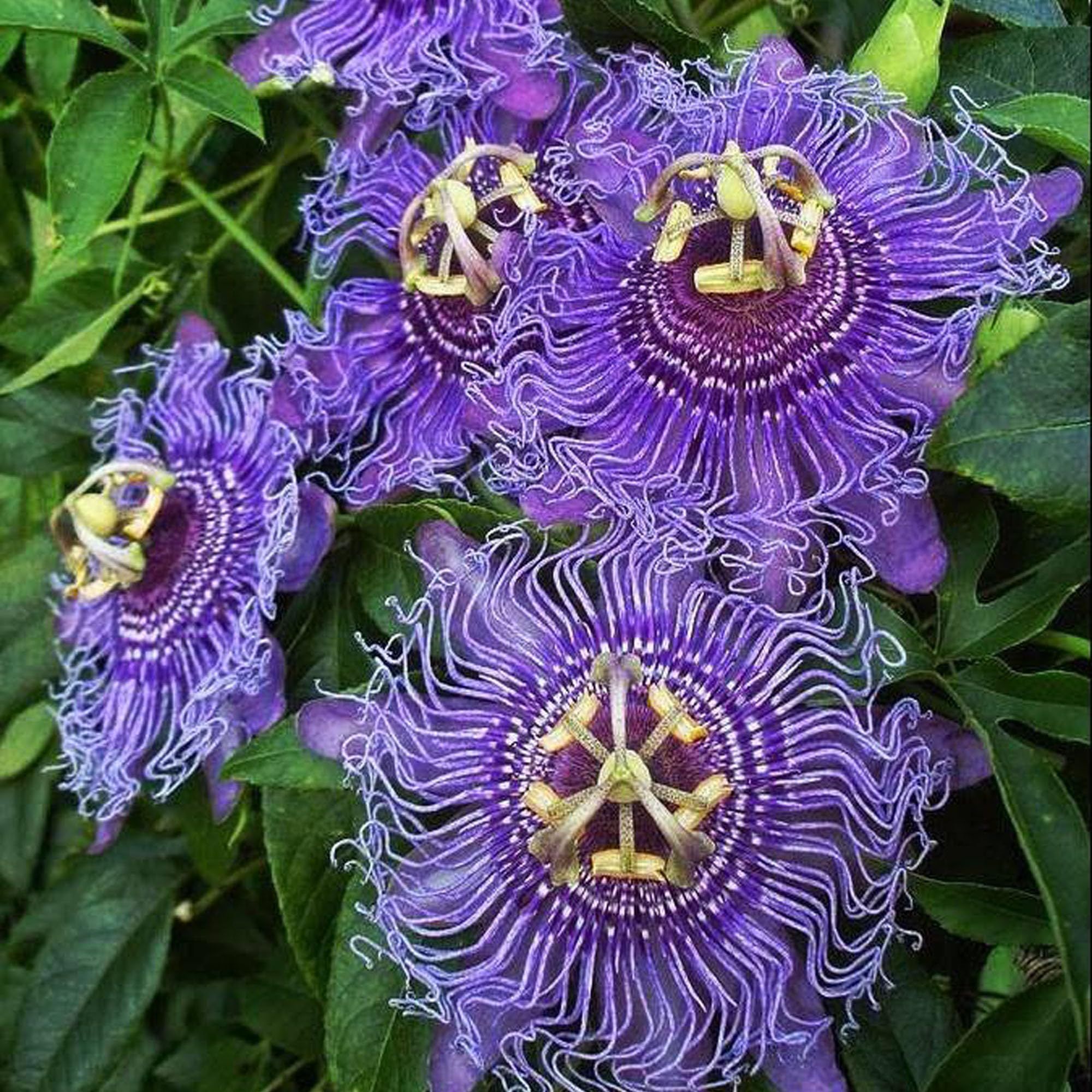 Purple Colour Jhumko Lata krishna kamal rakhi bel Passion Climbers Flower Plants & Tree(1-2 Feet Size) - Tapobon