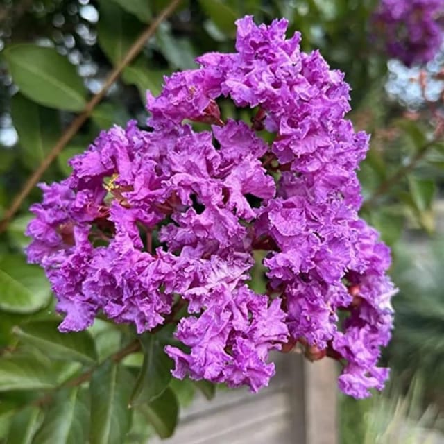 Purple Colour Furush Flower Plants & Tree(1-2 Feet Size) - Tapobon