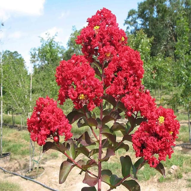 Red Colour Furush Flower Plants & Tree(1-2 Feet Size) - Tapobon