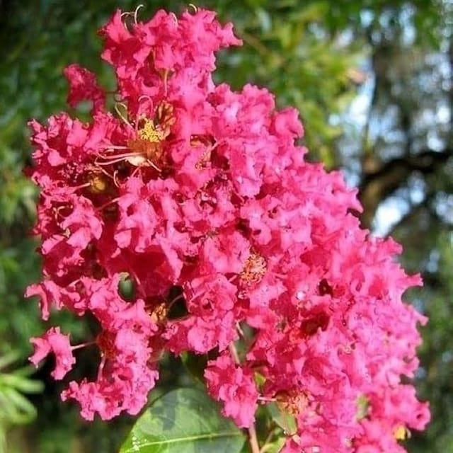 Pink Colour Furush Flower Plants & Tree(1-2 Feet Size) - Tapobon