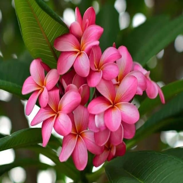 Pink Colour Kat Chapa Champa Plumeria Flower Plants & Tree(1-2 Feet Size) - Tapobon