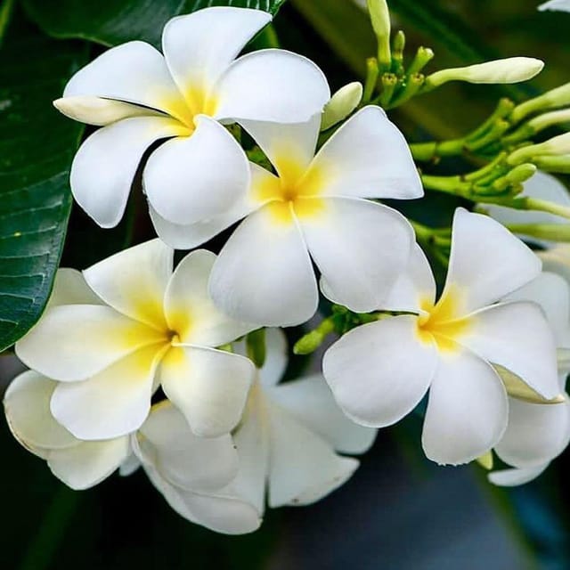 Nag Chapa Champa Plumeria Flower Plants & Tree(1-2 Feet Size) - Tapobon
