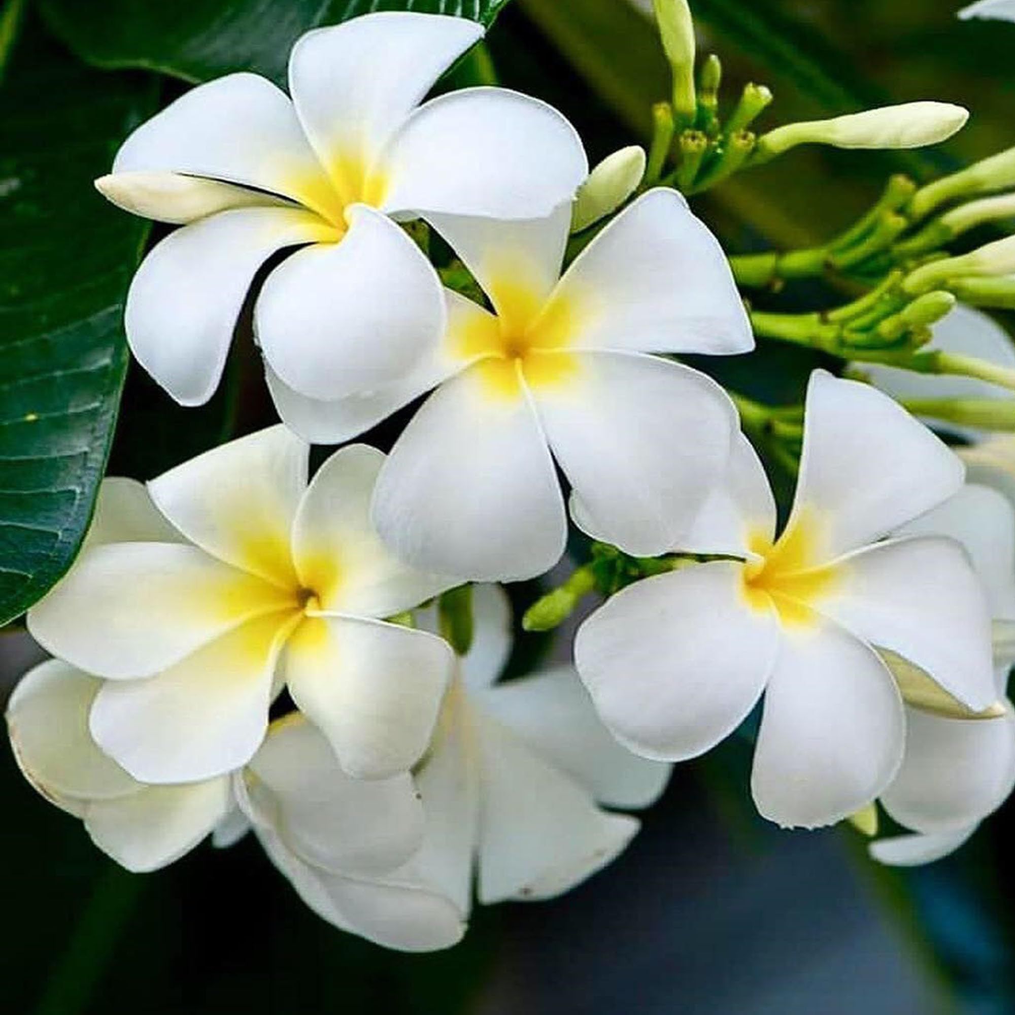 Nag Chapa Champa Plumeria Flower Plants & Tree(1-2 Feet Size) - Tapobon