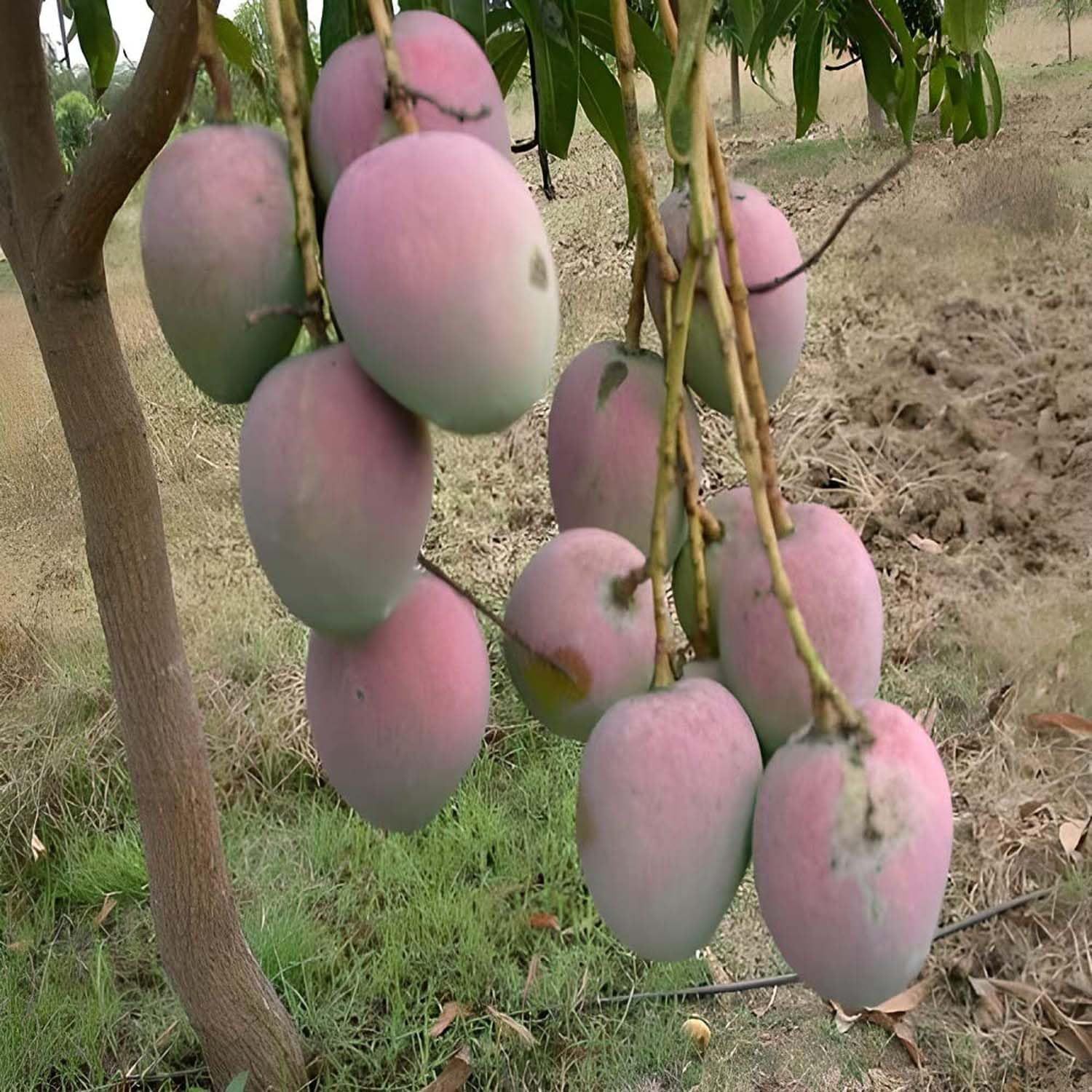 Mango Pusa Arunima Variety Grafted Aam Fruit Plants & Tree(1.5-3 Feet Size) - Tapobon