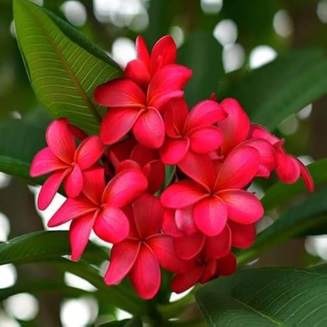 Red Colour Kat Chapa Champa Plumeria Flower Plants & Tree(1-2 Feet Size) - Tapobon