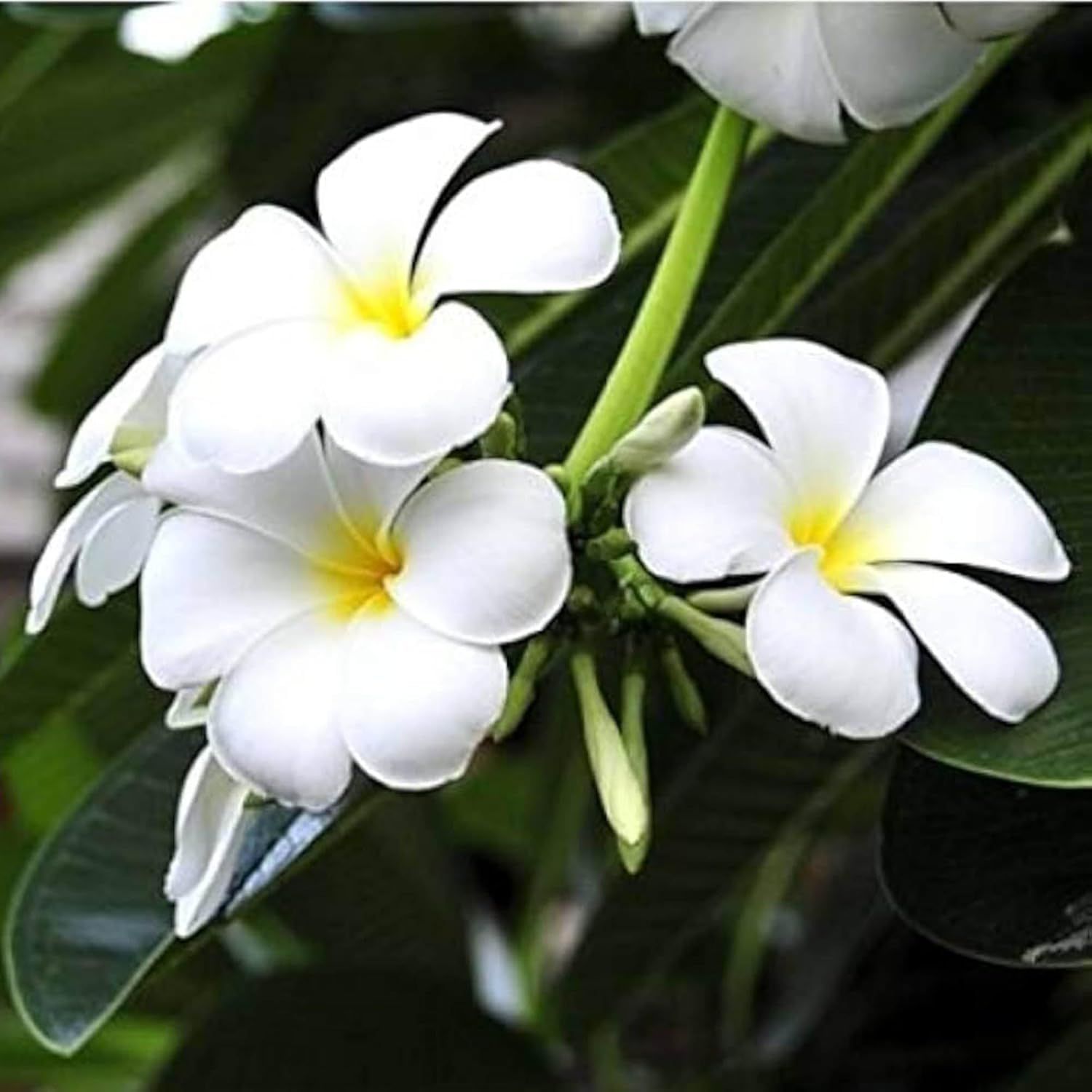 White Colour Kat Chapa Champa Plumeria Flower Plants & Tree(1-2 Feet Size) - Tapobon