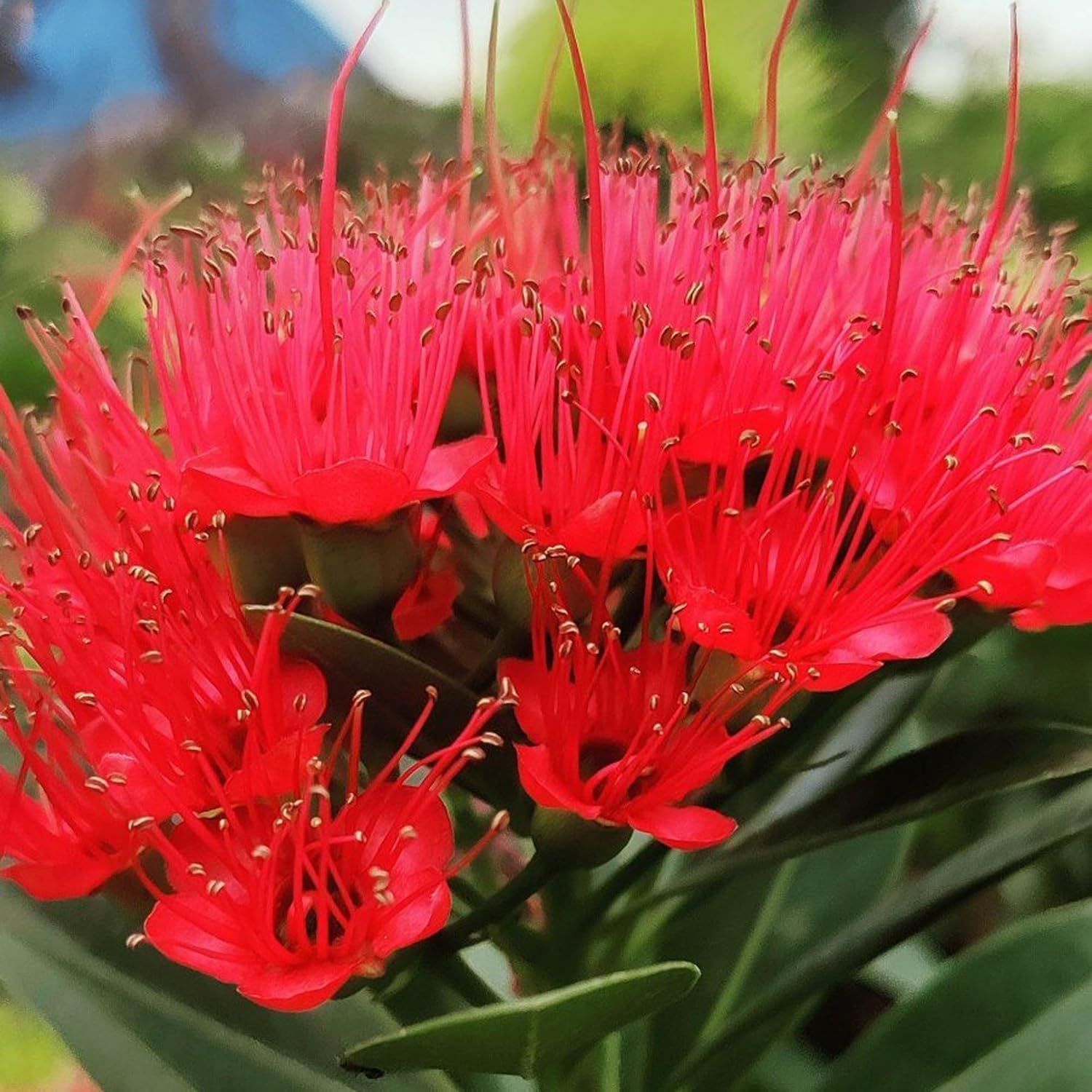 Red Colour Fast Love Flower Plants & Tree(1-2 Feet Size) - Tapobon