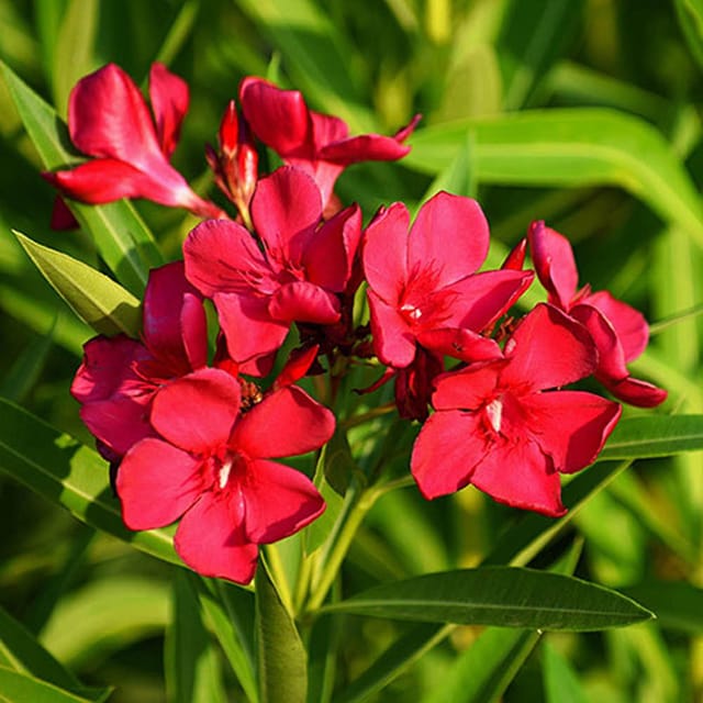 Red Colour Oleander Kaner Korobi Flower Plants & Tree(1-2 Feet Size) - Tapobon