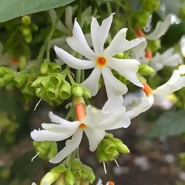 Seuli Parijat Flower Plants & Tree(1-2 Feet Size) - Tapobon