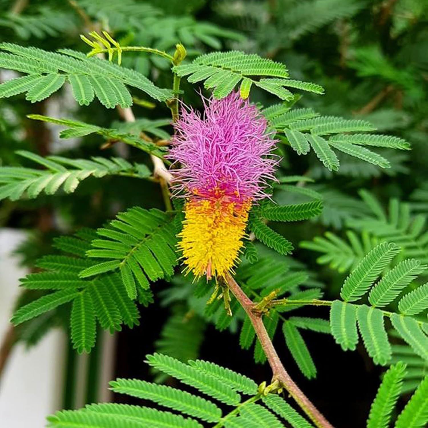 Shami Plants & Tree(1.5-3 Feet Size) - Tapobon