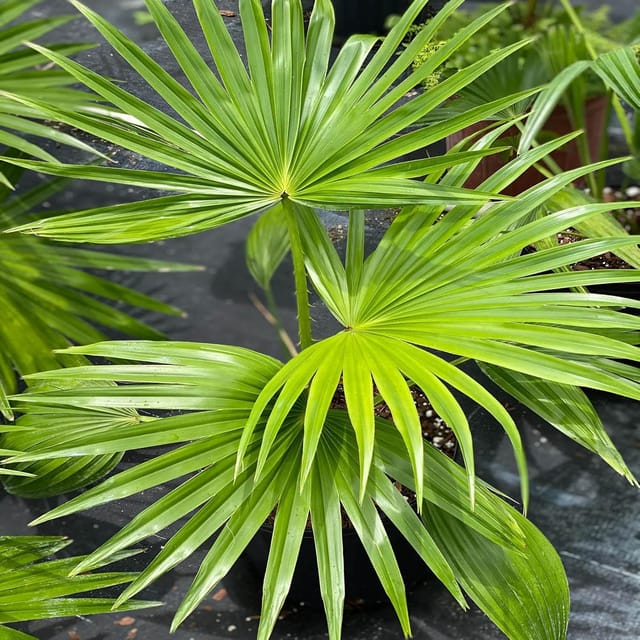 Chinese Fan Palm Ornamental Plants & Tree(1.5-3 Feet Size) - Tapobon