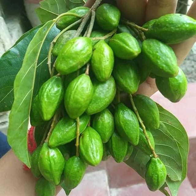 Haritaki Plants & Tree(1.5-3 Feet Size) - Tapobon