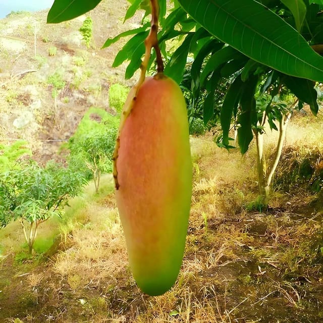 Mango Red Banana Variety Grafted Aam Fruit Plants & Tree(1.5-3 Feet Size) - Tapobon