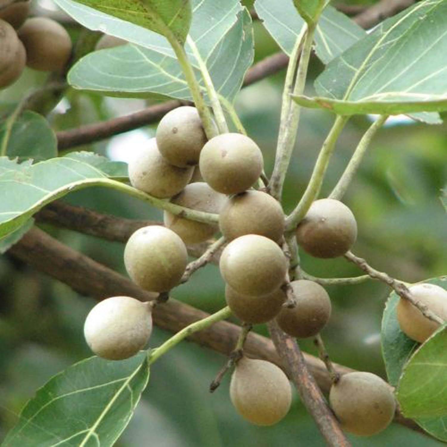 Boira Bahira Bibhitaki Plants & Tree(1.5-3 Feet Size) - Tapobon