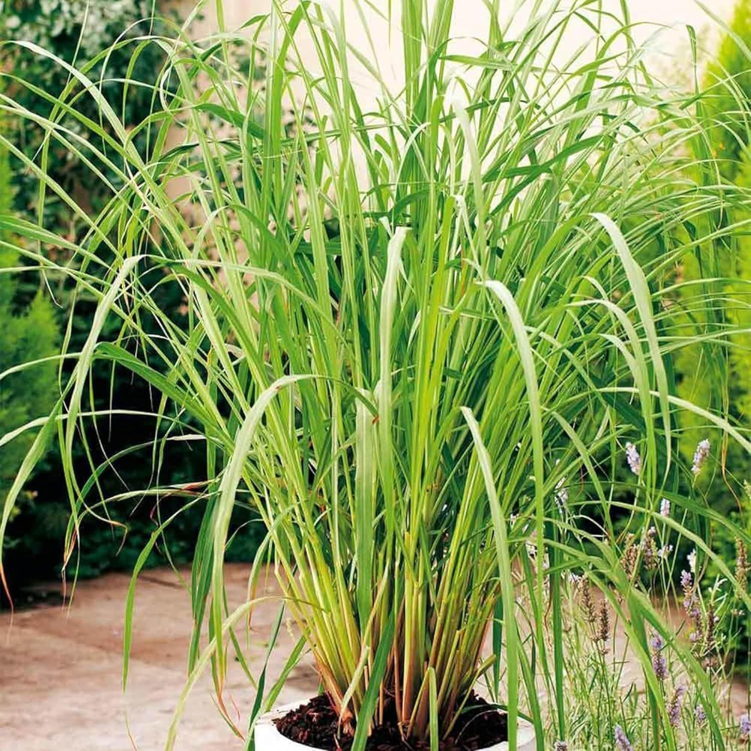 Lemon Grass Plants & Tree(1.5-3 Feet Size) - Tapobon