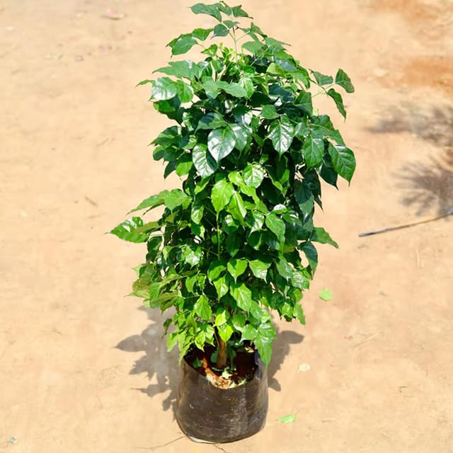 China Doll Ornamental Plants & Tree(1.5-3 Feet Size) - Tapobon