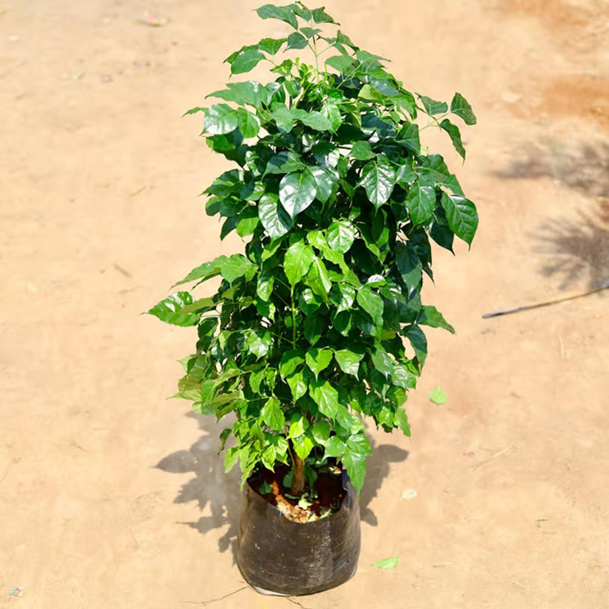 China Doll Ornamental Plants & Tree(1.5-3 Feet Size) - Tapobon