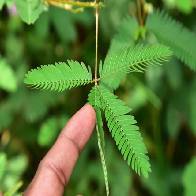 Lajjabati Sensitive Shameplant Plants & Tree(1.5-3 Feet Size) - Tapobon