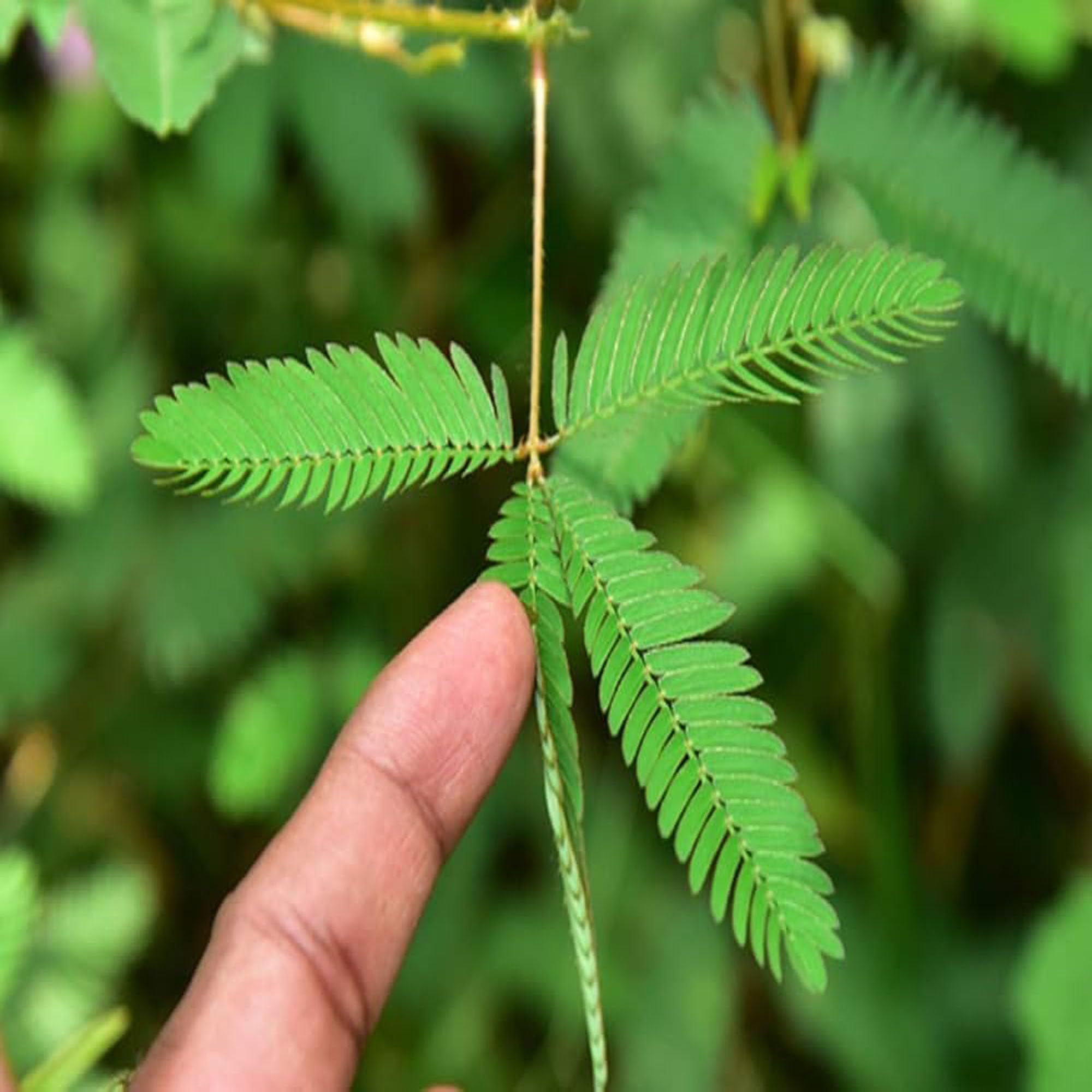 Lajjabati Sensitive Shameplant Plants & Tree(1.5-3 Feet Size) - Tapobon