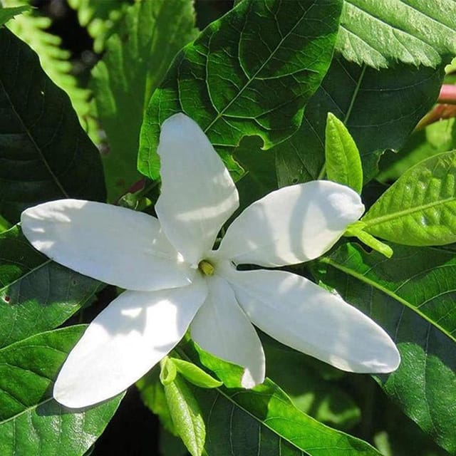 Hing Spice Plants & Tree(1.5-3 Feet Size) - Tapobon