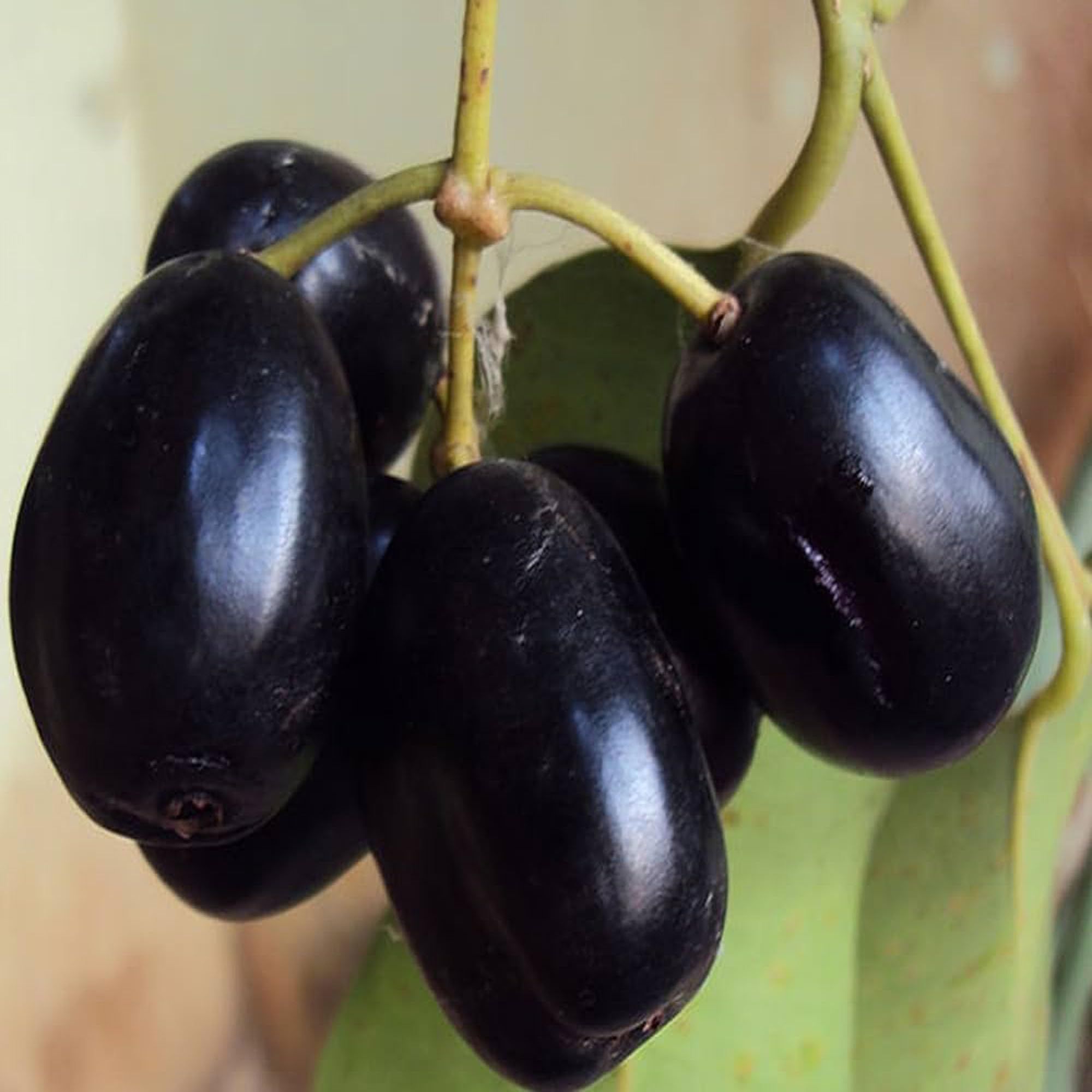 Thai KG 10 Black Jamun Jambolan Jam Grafted Fruit Plants & Tree(1.5-3 Feet Size) - Tapobon
