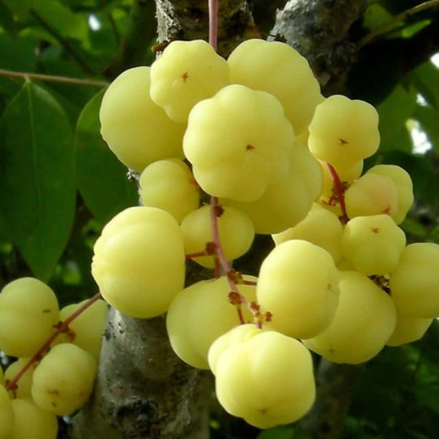Indian Star Gooseberry Arinelli Noyal Fruit Plants & Tree(1.5-3 Feet Size) - Tapobon