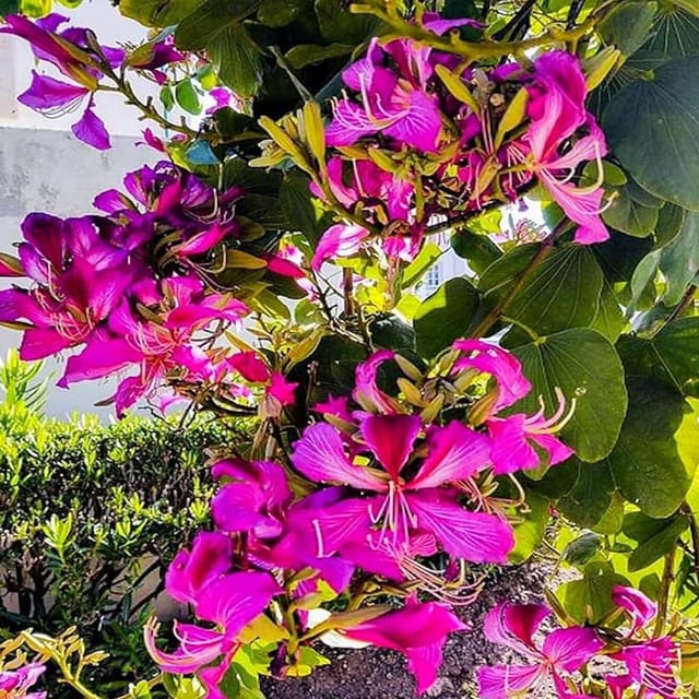 Purple Colour Kanchan Bauhinia purpurea Flower Plants & Tree(1-2 Feet Size) - Tapobon