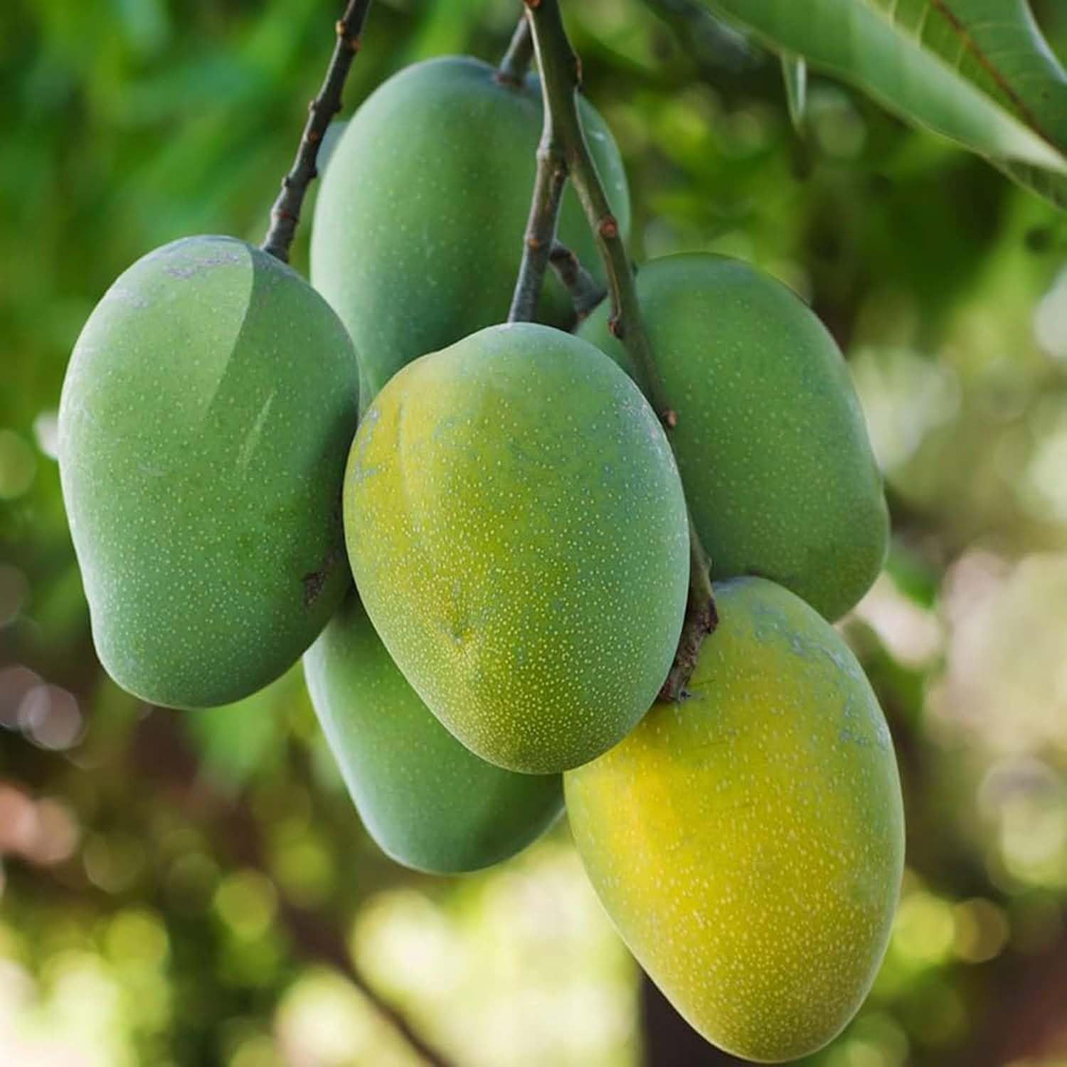 Mango Jardalu Variety Grafted Aam Fruit Plants & Tree(1.5-3 Feet Size) - Tapobon