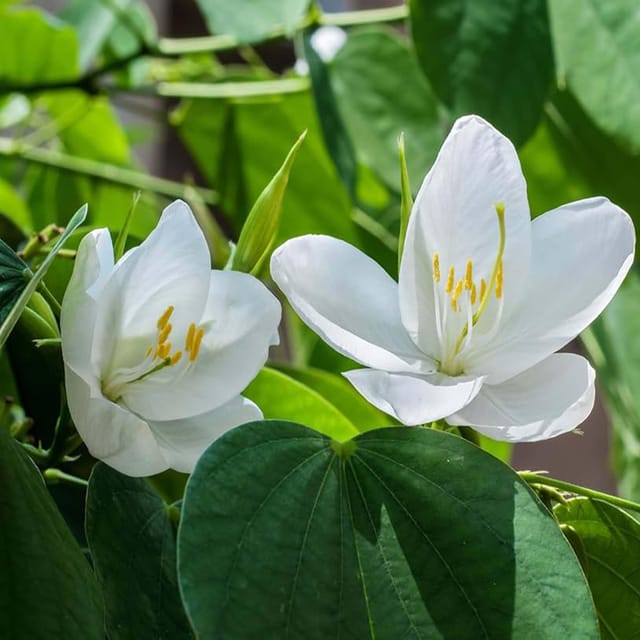 White Colour Kanchan Bauhinia purpurea Flower Plants & Tree(1-2 Feet Size) - Tapobon