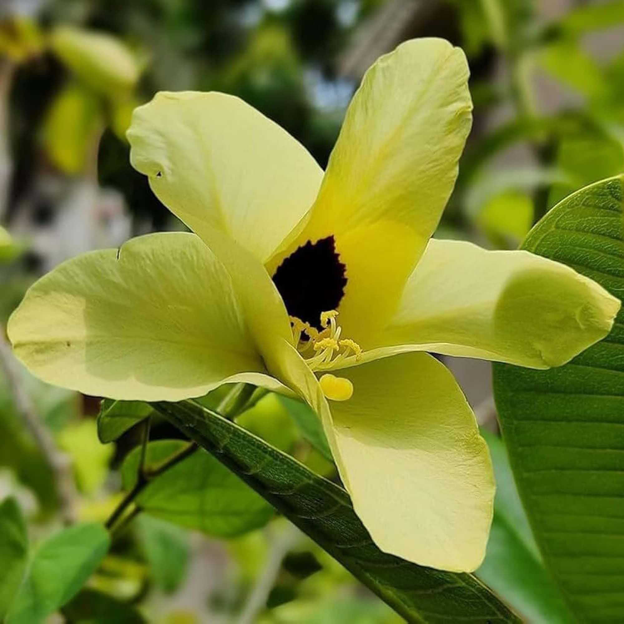 Yellow Colour Kanchan Bauhinia purpurea Flower Plants & Tree(1-2 Feet Size) - Tapobon