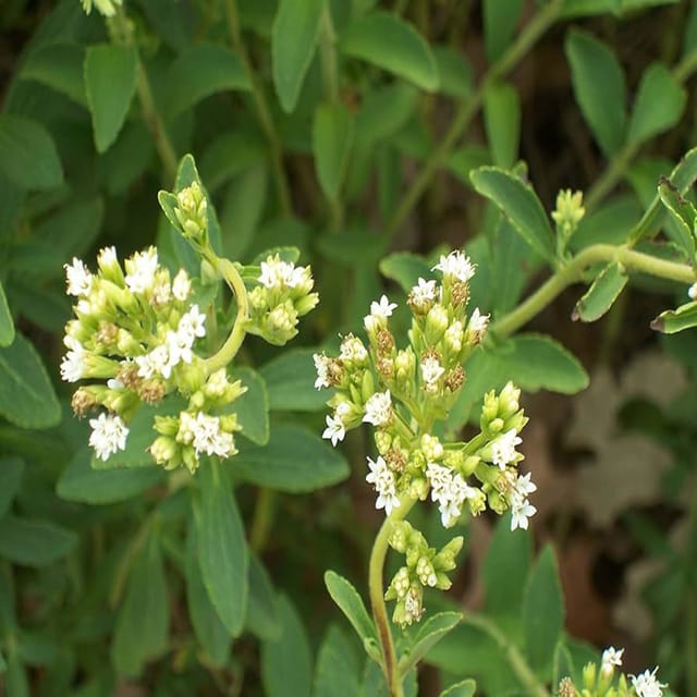 Stevia Candy Leaf Medicinal&nbsp;Plants & Tree(1-2 Feet Size) - Tapobon