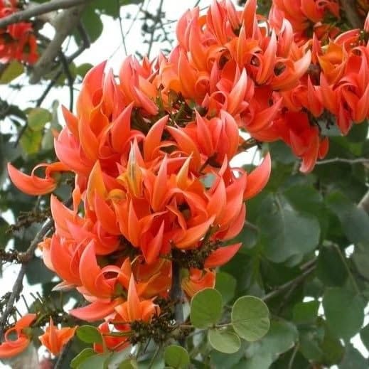 Red Colour Palash Butea Monosperma Flower Plants & Tree(1-2 Feet Size) - Tapobon