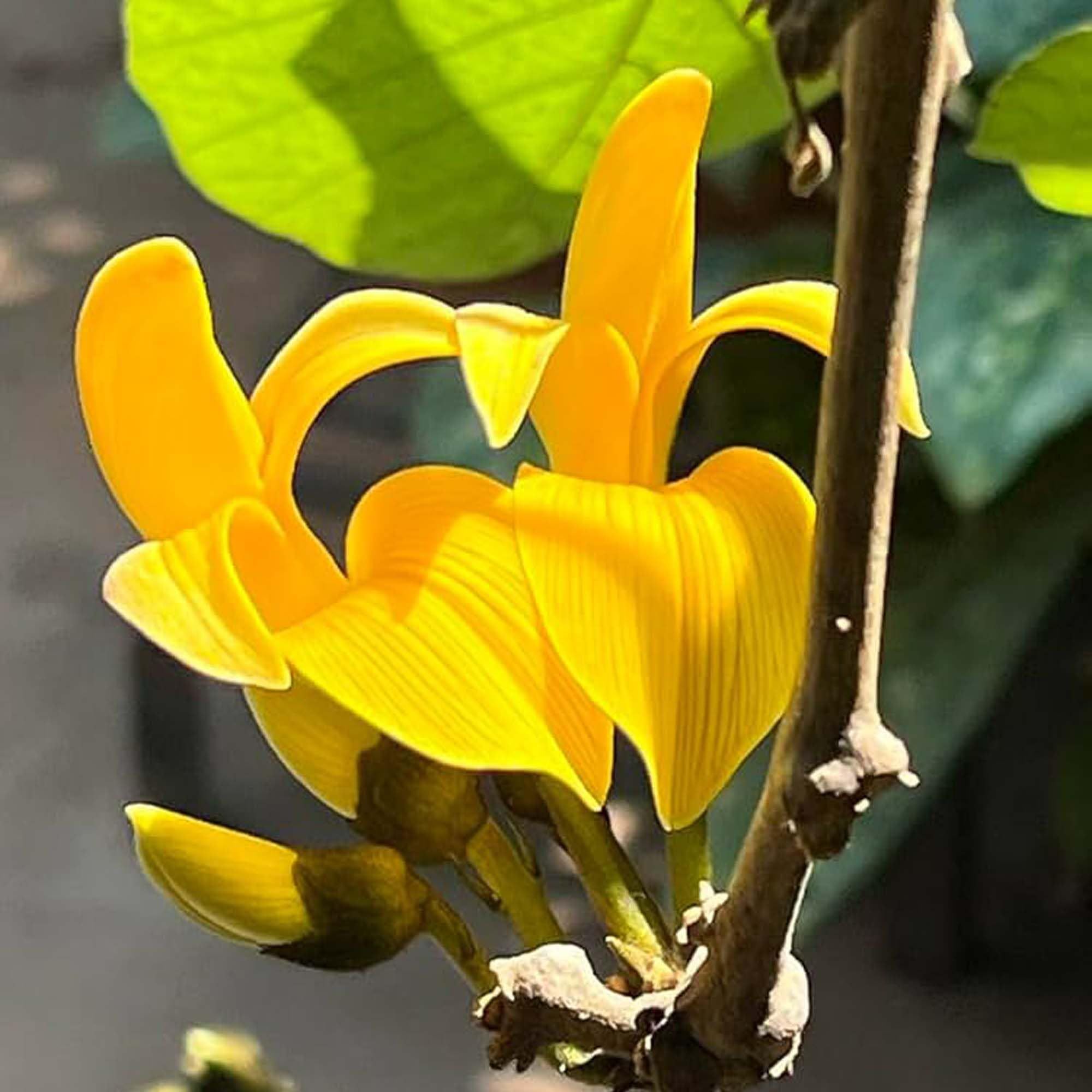 Yellow Colour Palash Butea Monosperma Flower Plants & Tree(1-2 Feet Size) - Tapobon