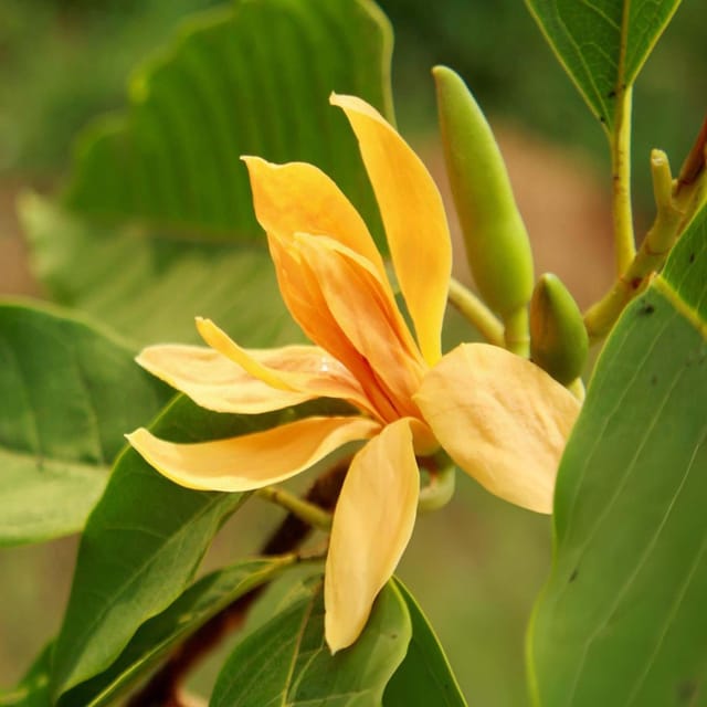 Yellow Colour Swarna Chapa Michelia Champaca Flower Plants & Tree(1-2 Feet Size) - Tapobon