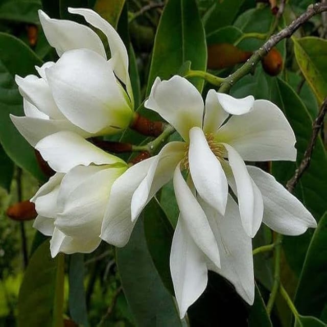 White Colour Swarna Chapa Michelia Champaca Flower Plants & Tree(1-2 Feet Size) - Tapobon
