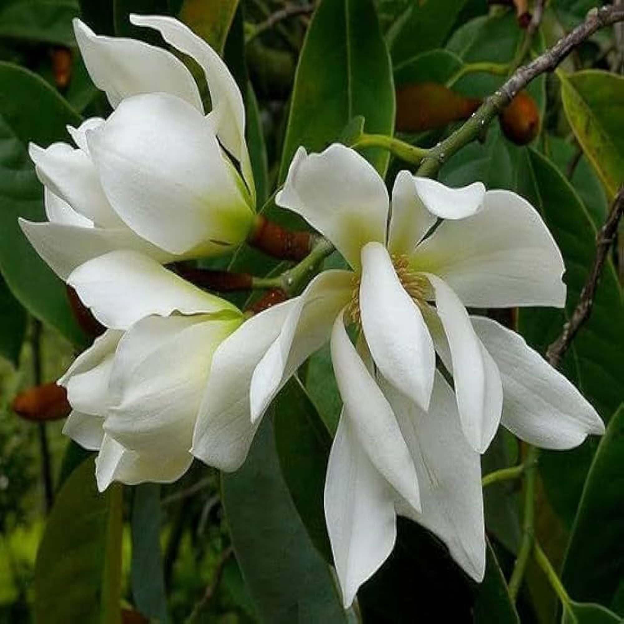 White Colour Swarna Chapa Michelia Champaca Flower Plants & Tree(1-2 Feet Size) - Tapobon